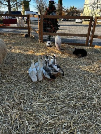 jeunes canards en mini ferme