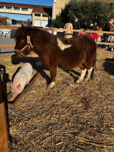 poney et cochon mini ferme